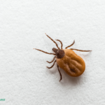 Tick Bites: Prevention and Safe Removal